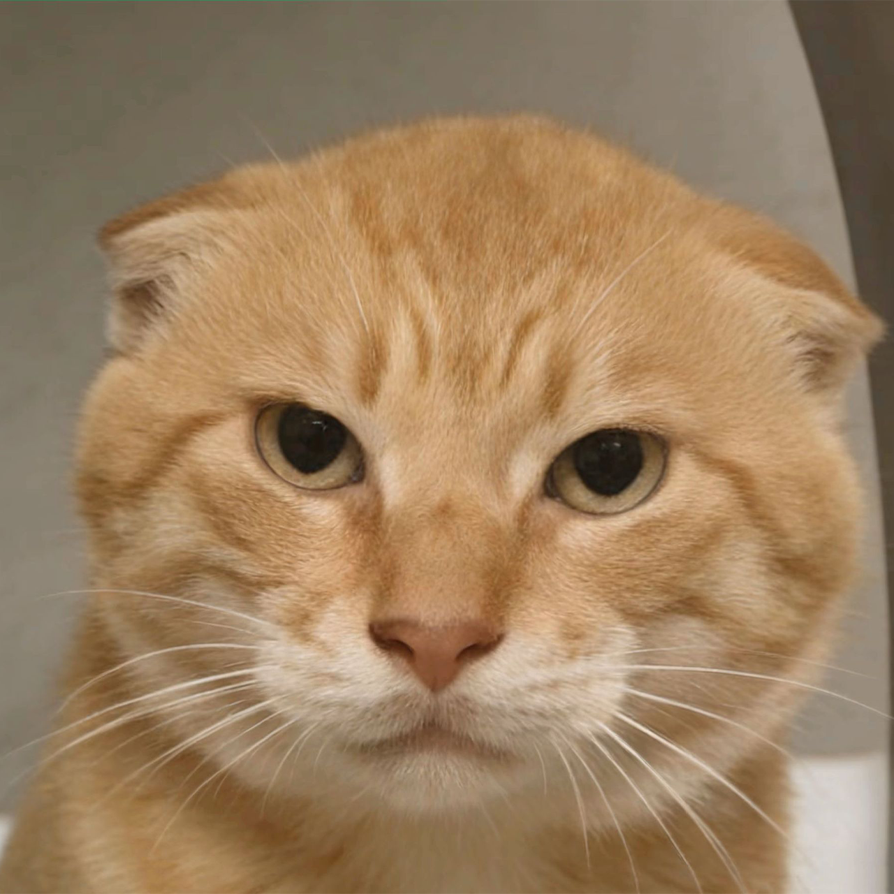 mao.png